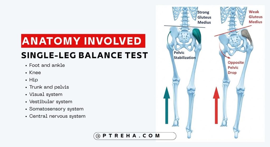 Single-Leg Balance Test Single-Leg Balance Test