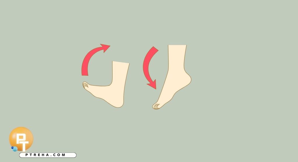 Short foot or foot-doming exercise performed with the heel and forefoot remaining in contact with the floor.