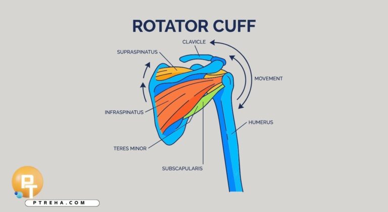 Rotator cuff